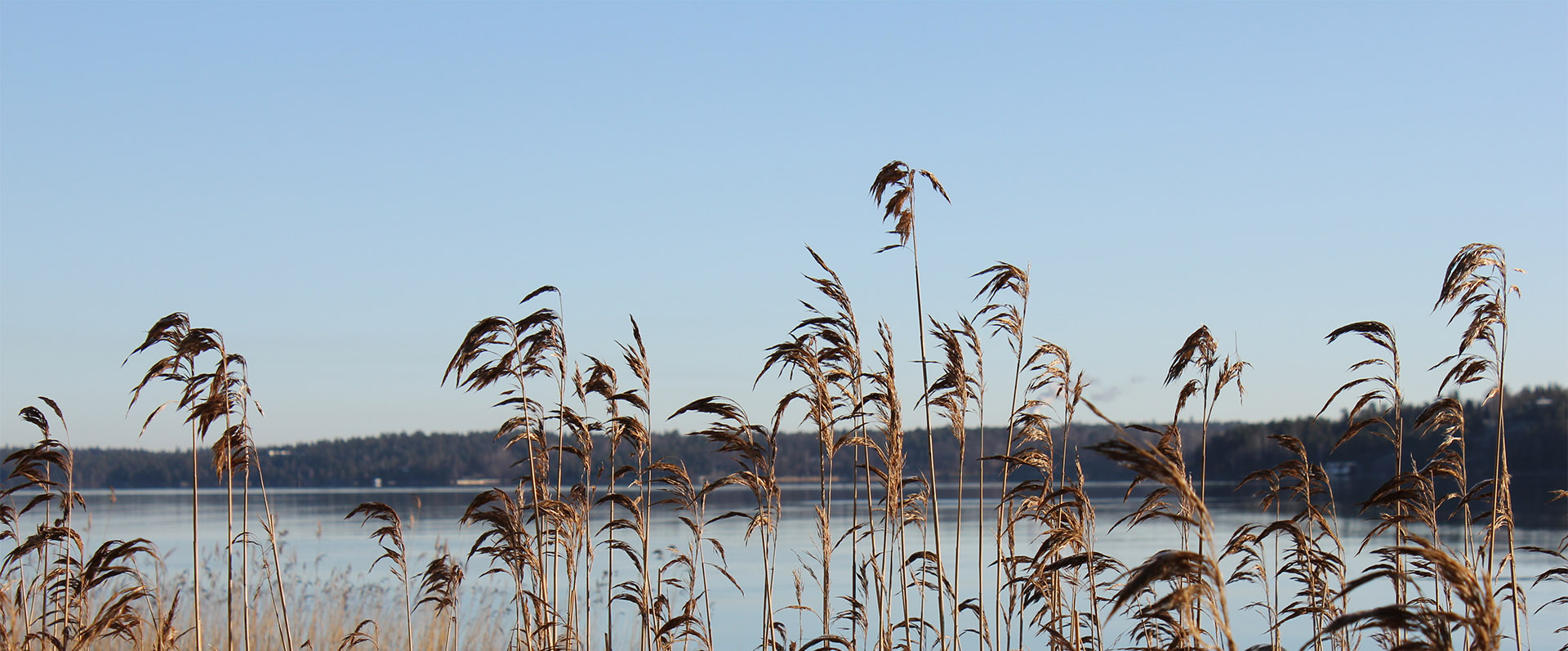 vass mot hav och himmel